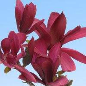 Magnolia 'Burgundy Star' 8.5L Magnolia 'Burgundy Star' 8.5L