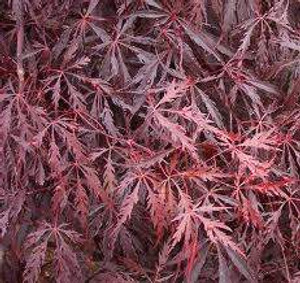 Acer p d 'Tamukeyama' 1m 6L Acer p d 'Tamukeyama' 1m 6L