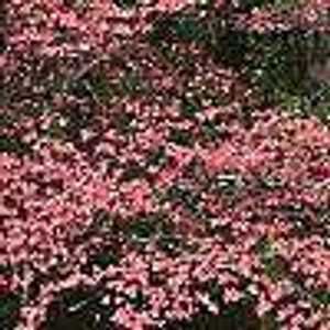 Cornus florida 'Cherokee Chief PB18 Cornus florida 'Cherokee Chief PB18