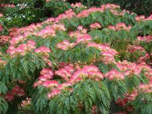 Albizia j 'Red Silk' 2yr Branc PB18 Albizia j 'Red Silk' 2yr Branc PB18