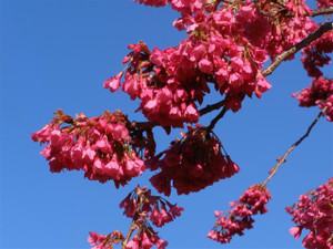 Prunus c 'Felix Jury' - 1.8m S PB18