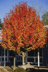 Pyrus calleryana 'Aristocrat' PB18 Pyrus calleryana 'Aristocrat' PB18