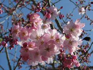 Prunus 'Accolade' - 1.8m Std PB18 Prunus 'Accolade' - 1.8m Std PB18