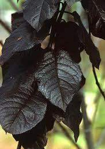 Prunus 'Thundercloud' PB18 Prunus 'Thundercloud' PB18