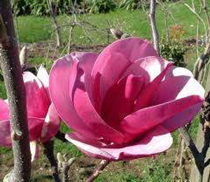 Magnolia 'Cleopatra' PB18 Magnolia 'Cleopatra' PB18