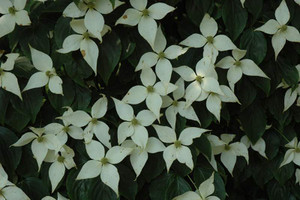 Cornus k 'Elizabeth Lustgarten PB18 Cornus k 'Elizabeth Lustgarten PB18