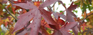 Liquidambar 'Worplesdon' PB18 Liquidambar 'Worplesdon' PB18