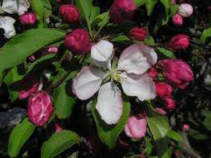 Malus floribunda PB12 Malus floribunda PB12