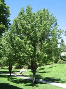 Pyrus calleryana 'Bradford' PB18 Pyrus calleryana 'Bradford' PB18