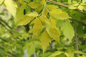 Acer negundo 'Kelly's Gold' 6L Acer negundo 'Kelly's Gold' 6L
