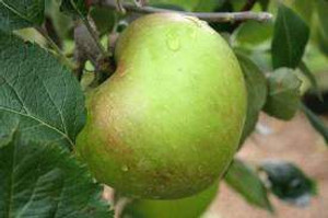 Apple 'Bramley' Heritage PB8