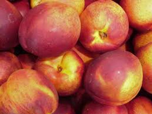 Nectarine 'Red Gold' PB18 Nectarine 'Red Gold' PB18
