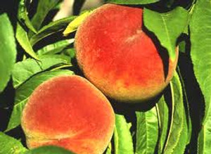 Peach 'Rose Chiffon' - 50cm St 6L