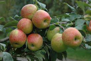 Apple 'Braeburn' PB18 Apple 'Braeburn' PB18