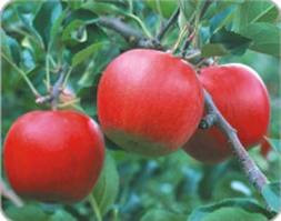 Apple 'Fuji' PB18