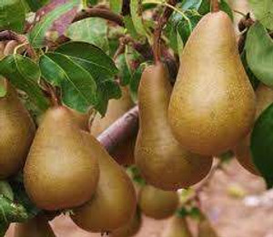 Pear 'Beurre Bosc' PB18 Pear 'Beurre Bosc' PB18