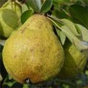 Pear 'Packhams Triumph' PB18 Pear 'Packhams Triumph' PB18