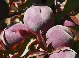 Peach 'Hiawatha' PB18 Peach 'Hiawatha' PB18