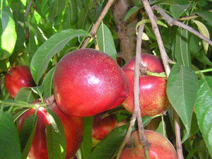 Nectarine 'Snow Queen' PB18