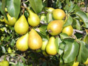 Pear 'Belle De Jumet' PB18 Pear 'Belle De Jumet' PB18