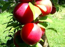 Plum 'Wilsons Early' PB18