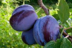 Plum 'Damson' PB18