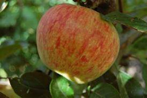 Apple 'Kidds Orange' PB18 Apple 'Kidds Orange' PB18