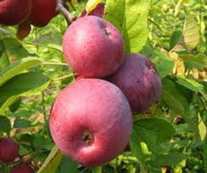 Apple 'Liberty' Heritage PB18 Apple 'Liberty' Heritage PB18