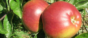 Apple 'Priscilla' Heritage PB18 Apple 'Priscilla' Heritage PB18