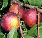 Peacherine 'Healeys' PB18