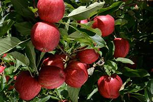 Apple 'Royal Gala' Dwarf PB18