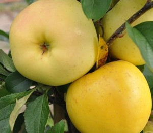 Apple 'Golden Delicious' Dwarf PB18