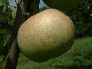 Apple 'Golden Reinette' Herita PB18