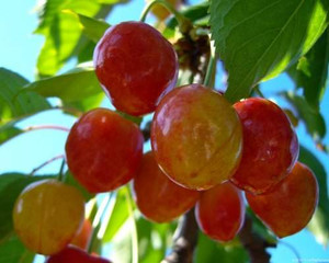 Cherry 'Tangshi' PB18