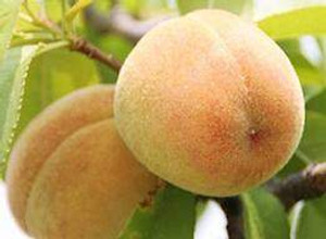 Peachcot 'Peach Cot' PB18