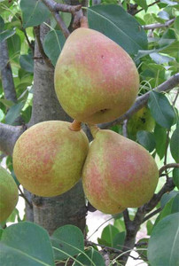 Pear 'Seckel' PB18