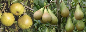 Pear Dual 'DDC/Conference' PB18