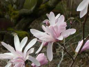 Magnolia stellata 'Jane Platt' 6L Magnolia stellata 'Jane Platt' 6L