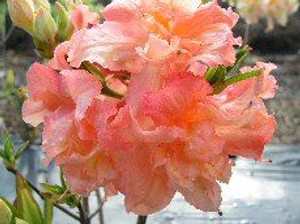 Azalea mollis 'Barbacue' 4.7L Azalea mollis 'Barbacue' 4.7L