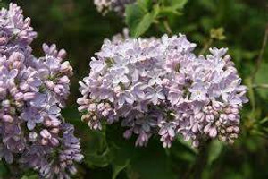 Syringa 'Clarkes Giant' 6L Syringa 'Clarkes Giant' 6L