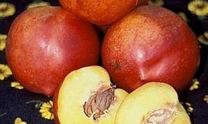 Nectarine 'Nectar Babe' - 50cm 6L Nectarine 'Nectar Babe' - 50cm 6L
