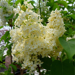 Syringa vulgaris 'Primrose' PB18 Syringa vulgaris 'Primrose' PB18