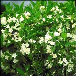 Weigela florida 'Snowflake' 4.5L Weigela florida 'Snowflake' 4.5L