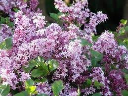 Syringa 'Palabini' 6L (84971) 6L