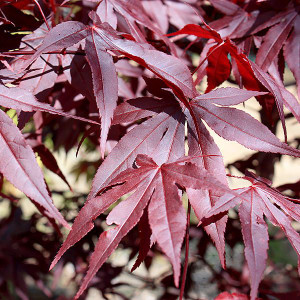 Acer palmatum 'Red Emperor'  PB18