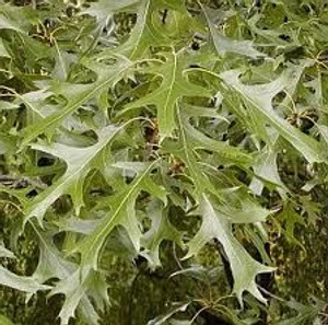 Quercus palustris PB18 (87373) PB18