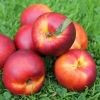 Nectarine 'New Boy' PB18
