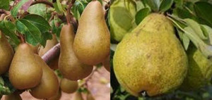 Pear Dual 'Beurre B/Packham T' PB18