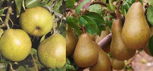 Pear Dual 'DDC/Beurre B' PB18