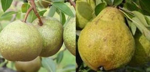 Pear Dual 'Winter N/Packhams' PB18 Pear Dual 'Winter N/Packhams' PB18